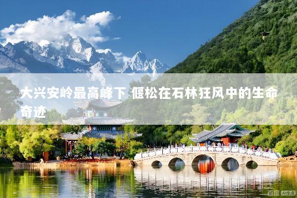 大兴安岭最高峰下 偃松在石林狂风中的生命奇迹