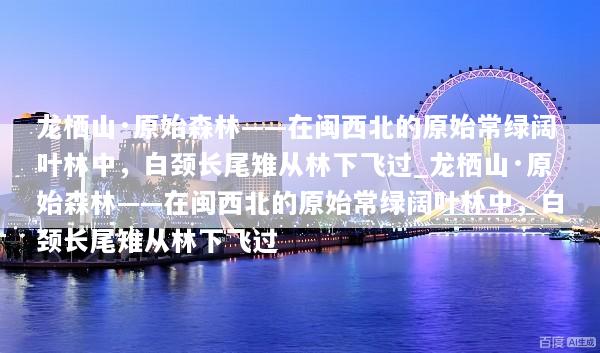 龙栖山·原始森林——在闽西北的原始常绿阔叶林中，白颈长尾雉从林下飞过_龙栖山·原始森林——在闽西北的原始常绿阔叶林中，白颈长尾雉从林下飞过