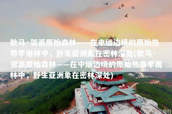 耿马·贺派原始森林——在中缅边境的原始热带季雨林中，野生亚洲象在密林深处(耿马·贺派原始森林——在中缅边境的原始热带季雨林中，野生亚洲象在密林深处)