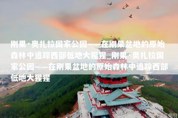 刚果·奥扎拉国家公园——在刚果盆地的原始森林中追踪西部低地大猩猩_刚果·奥扎拉国家公园——在刚果盆地的原始森林中追踪西部低地大猩猩